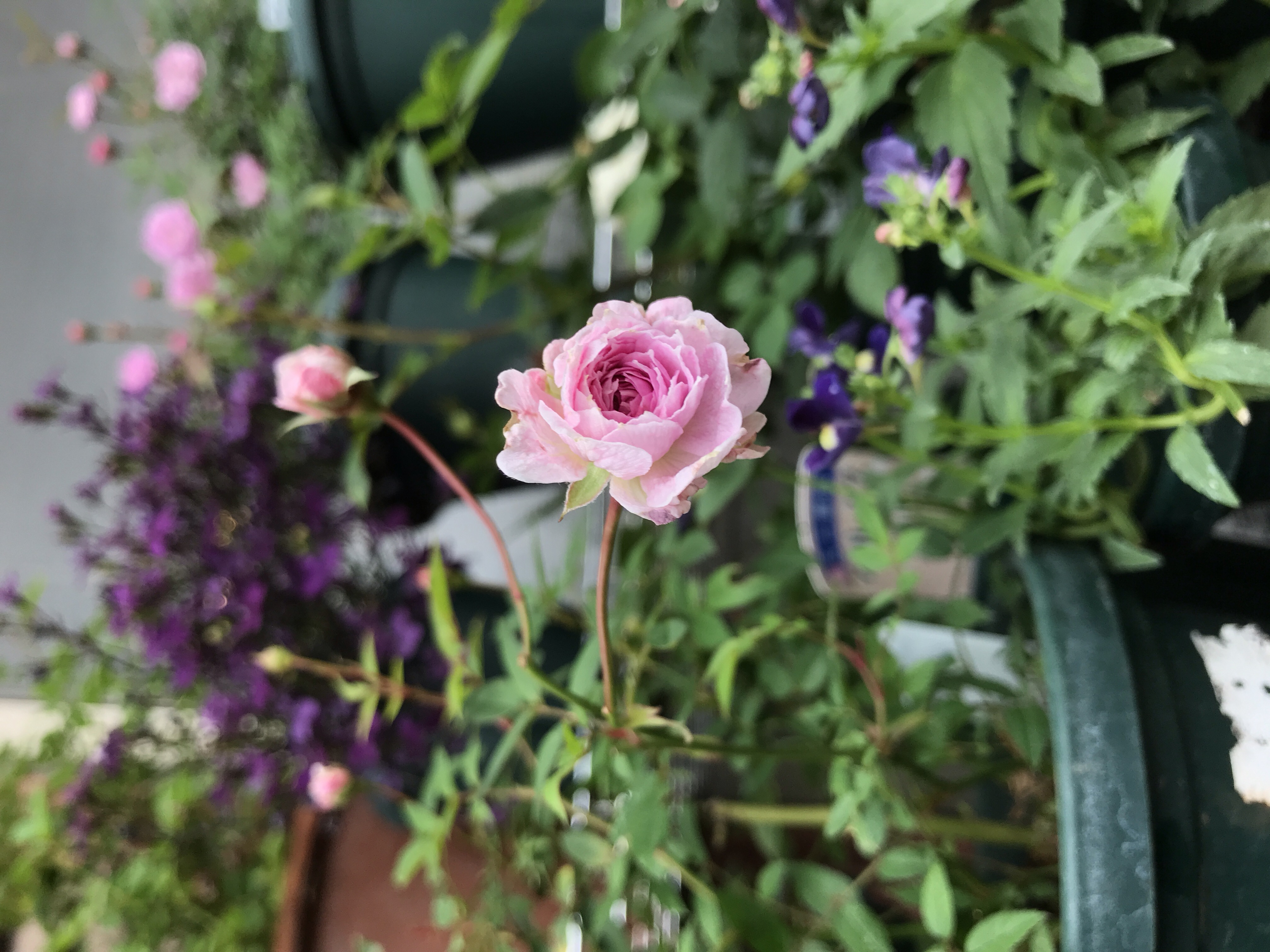 薔薇 盆栽 ミニバラ ボレロ 蔓薔薇人形館 ガーデン